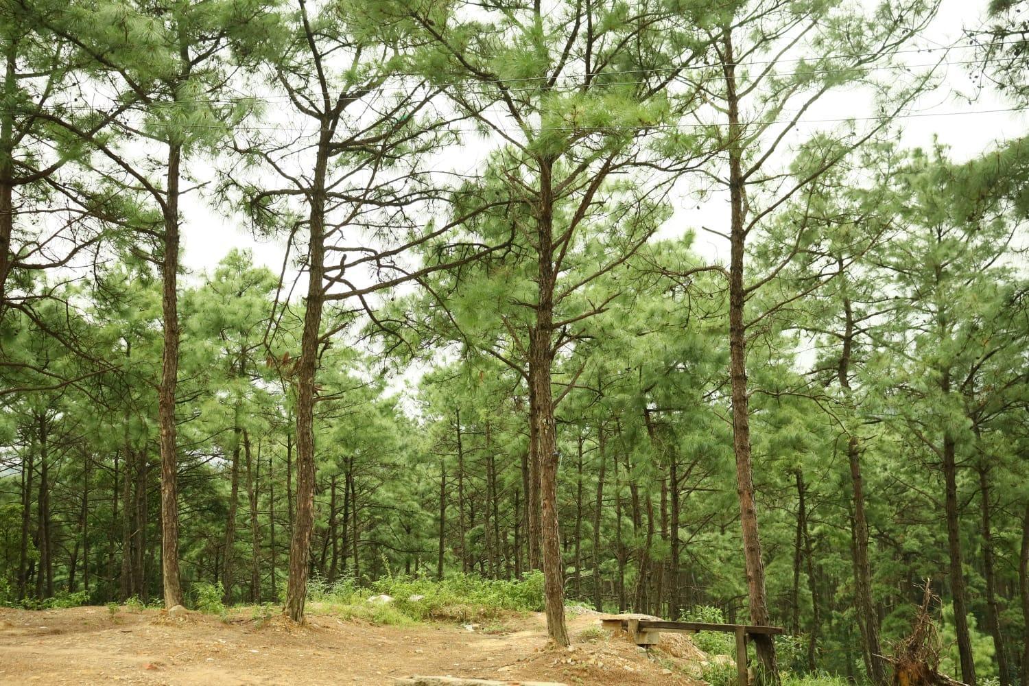Pine Tree Lodge Shillong Eksteriør bilde